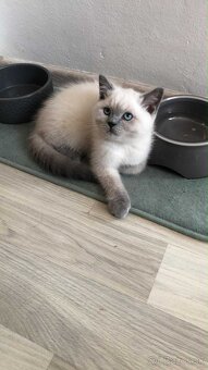 Krásne britské mačiatka - 4