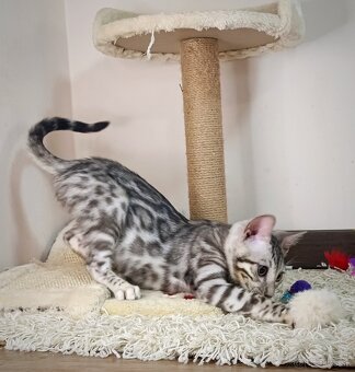 Strieborné bengálske mačiatka - 4