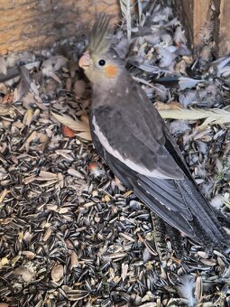 Predám mix papagajov - 4