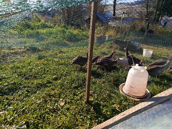 Predám perlicky - 4