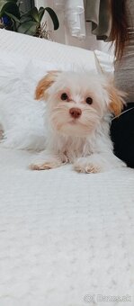 Yorkshire terrier golddust - 4