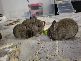 Trpasličí/zakrslý králik - 4