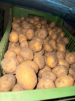 Sadbové zemiaky soraya - 4