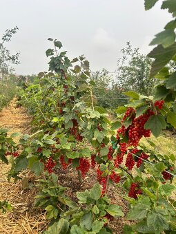 Samozber - 4