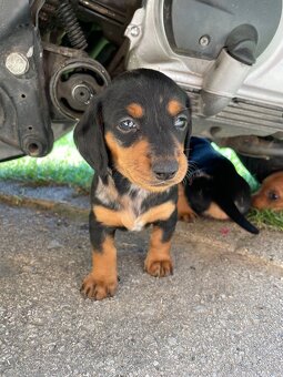 🐶 Na predaj – Šteniatka jazvečíka krátkosrstého štandard - 4