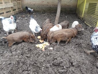 Odstavčata prasiatka prasa - 4