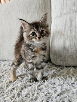 Maine coon, mainská mývalia mačka - 4