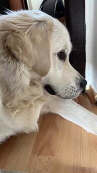 Zlatý retriever hľadá nový domov - 4
