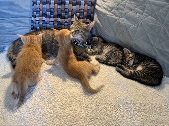 Ponúkam krásne a zdravé mačiatka 🐈🐈🐈⬛🐈⬛ - 4