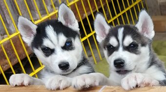 Sibiřský husky bez PP - poslední 3 kluci - 4