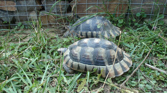 Suchozemská korytnačka vlastný odchov - 4