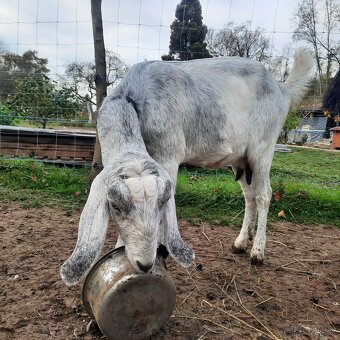 100% Anglonubijska koza (sivá) - 4