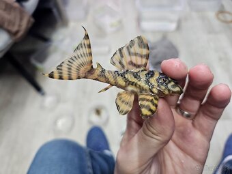 L 333 Gold line AAA - odchov - 4