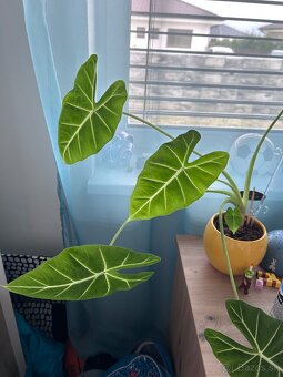 Izbové rastliny menšie - 4