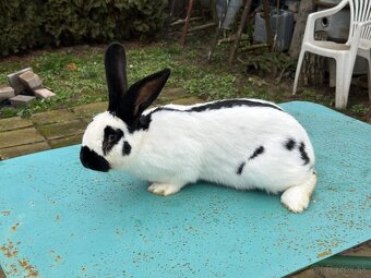 Nemecký strakač - 4