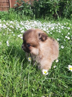 Pomeranian - 4