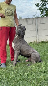 Cane corso s PP - 4