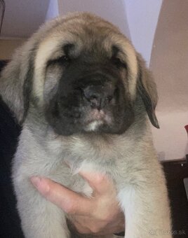 Španělský mastin štěňátka k odběru od 20.1. - 4