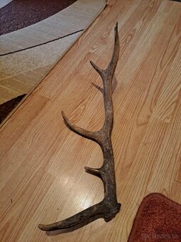 Predám parožie zhody - 4