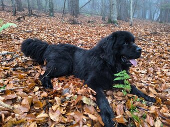 Novofundlandsky pes - 4