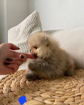 Pomeranian orange - 4