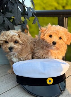 Šteniatka maltipoo k dispozícii - 4
