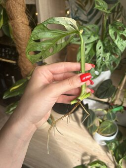 Izbové rastliny monstera - 4