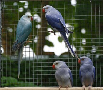 Alexander malý Hch - 4