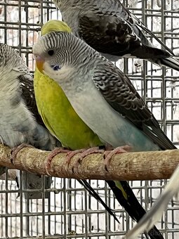 Blackwing andulky - 4