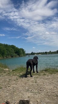 Darujem do dobrých rúk fenku cane corso - 4