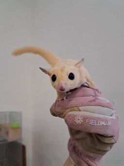 Predám veveričky - 4