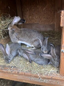 Zajace,kraliky,belgicky obor - 4
