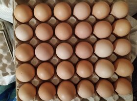 Násadové vajcia brahmanka veľká čierna - 4