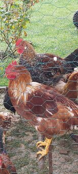 Kohúty Marans čierna medenokrká a iné - 4