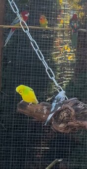 Andulky zelené , čierno krídle , žlté - 4