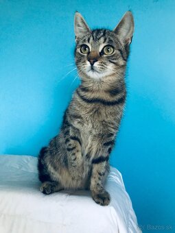 VERONIKA SI HĽADÁ DOMOV VO VNÚTRI - 4