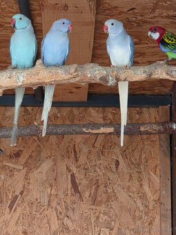 Samica Alexander maly - 4