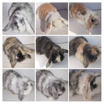 Predám zdrobnelé králiky, - 4