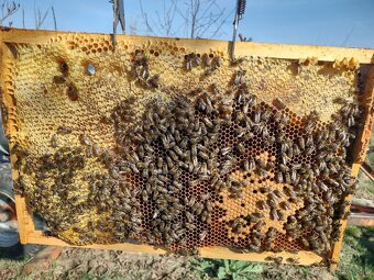 Včelstvá na predaj - 4