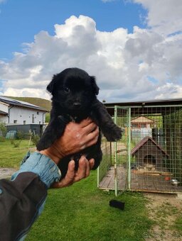 🎁 DARUJEME 4 MALÉ ŠTENIATKA – VŠETKO PSÍKOVIA 🐶🐶🐶🐶 - 4