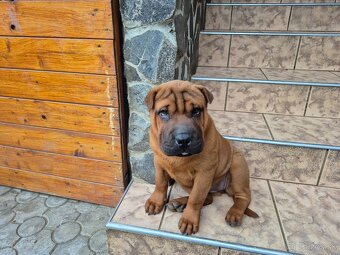 ▶️ SHAR-PEI - 4