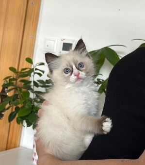 Mačiatko ragdoll - 4