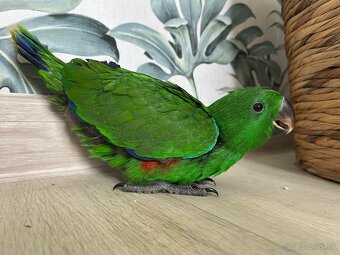 Eclectus - eklektus - 4