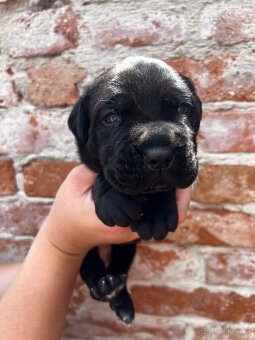 Cane Corso s rodokmeňom FCI - 4