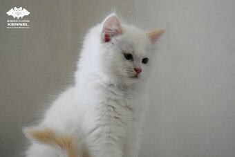 Ragdoll s PP - 4