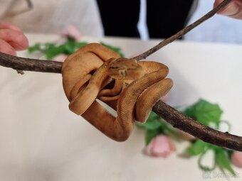 Corallus Hortulanus - 4