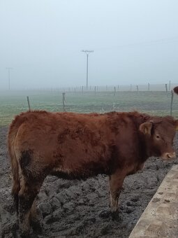 Jalovice Limousine - 4