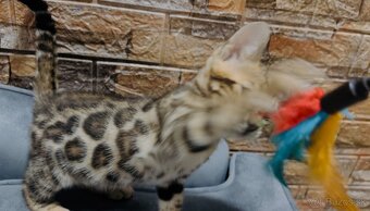 Bengalska mačka s PP - 4