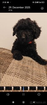 Pudel trpasličí - 4