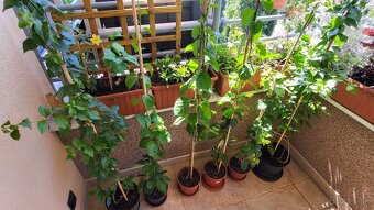 Bugenvilea (červená, fialová, cyklámenová) - 4